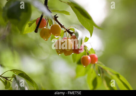 Le gocce di pioggia si aggrappano al fondo del piccolo rosso e giallo le prugne appeso a un ramo frondoso. Foto Stock