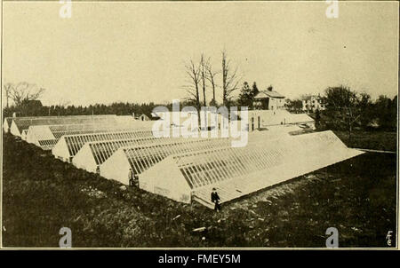 Il fiorista americano - un giornale settimanale per il commercio (1915) Foto Stock