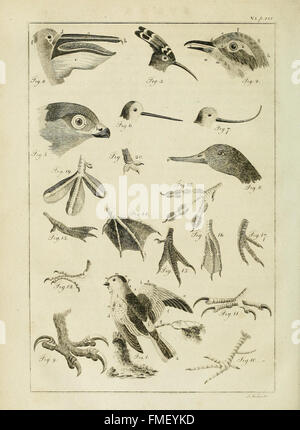 Il regno animale, o sistema zoologico, del celebre Sir Charles LinnC3A6us (Pl. 415) Foto Stock