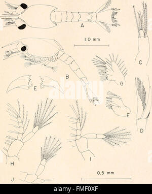 Il bollettino biologico Foto Stock