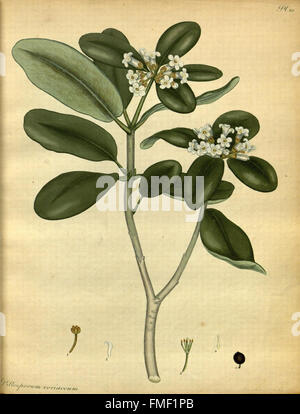 Il botanico's repository per i nuovi e piante rare (Pl. 151) Foto Stock