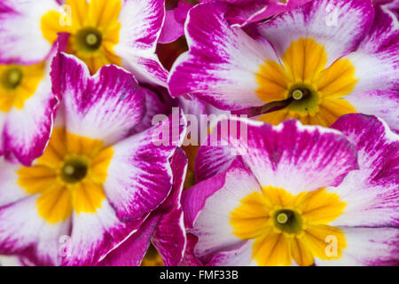 Primrose, Primula acaulis, Rosa Polyanthus Foto Stock