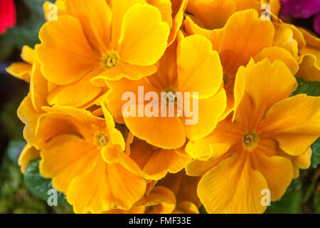 Primrose, Primula Crescendo Golden, primule Polyanthus giallo Foto Stock