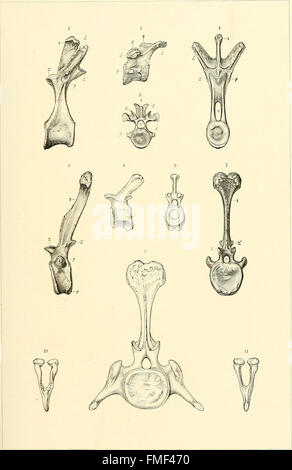 I dinosauri del Nord America (1896) Foto Stock