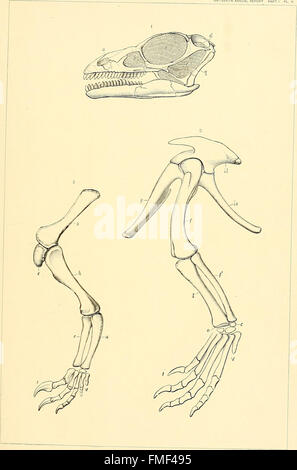 I dinosauri del Nord America (1896) Foto Stock