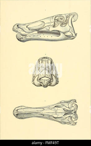I dinosauri del Nord America (1896) Foto Stock