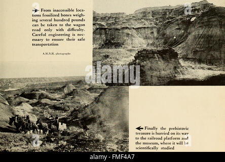 Il libro di dinosauro - la sentenza di rettili e i loro parenti (1945) Foto Stock