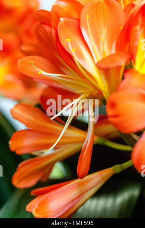 Giglio Natal, giglio cespuglio, giglio Kaffir - fiore d'arancio di Clivia miniata Foto Stock