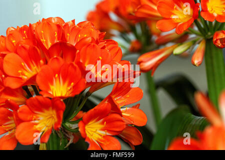 Natal giglio, bush giglio, Kaffir giglio - Clivia miniata fiori d'arancio Foto Stock