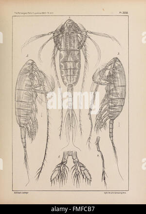 Il norvegese North Polar Expedition, 1893-1896 (Pl. XXVI) Foto Stock