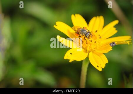 Closeup colpo di bee impollinare un fiore giallo. Foto Stock