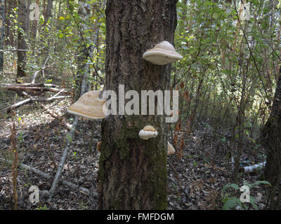 Funghi di legno, di luce e di colore marrone striato, su un tronco di albero Foto Stock