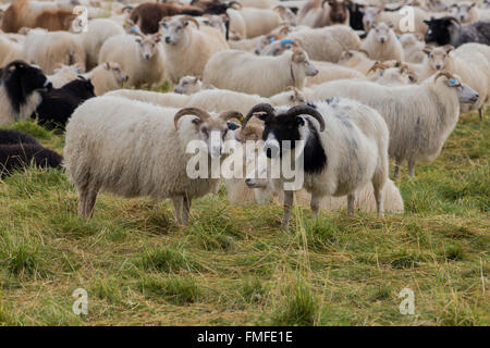 Pecore in Islanda Foto Stock