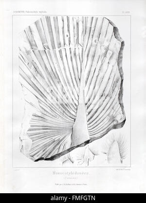 TraitC3A9 de palC3A9ontologie vC3A9gC3A9racconto, ou La flore du monde primitif dans ses Rapports avec les formazioni gC3A9ologiques et la flore du monde attuale (Pl. LXXXII) Foto Stock