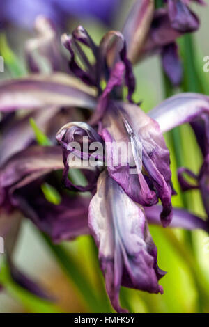 Iris reticulata " George'. Close up fiore Foto Stock