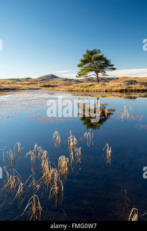 Un Lone Tree al Kelly Hall Tarn, vicino Torver, Cumbria Parco Nazionale del Distretto dei Laghi Foto Stock