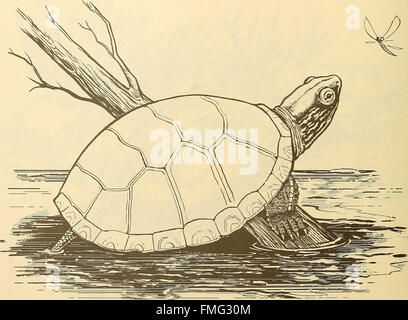 Il "Boston Park Rangers Nature Book" (1997) fornisce una panoramica educativa della flora, della fauna e degli ecosistemi che si trovano nei parchi pubblici di Boston, evidenziando il ruolo dei ranger dei parchi nella conservazione e nella gestione ambientale. Foto Stock