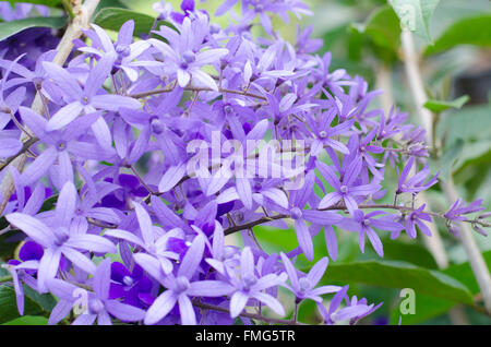 Petrea fiori. (Queen's Ghirlanda, carta vetrata Vite, corona viola) Foto Stock