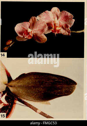 Metodi citologici per il rilevamento, l'identificazione e la caratterizzazione del virus di orchidee e i loro corpi di inclusione (1985) Foto Stock