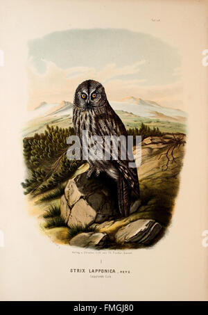 "Die Raubvögel Deutschlands und des angrenzenden Mitteleuropas" (PL. LX) è una pubblicazione tedesca che raffigura uccelli rapaci trovati in Germania e in Europa centrale. Questa targhetta mostra varie specie di rapaci, fornendo illustrazioni dettagliate per lo studio degli uccelli rapaci europei e delle loro abitudini all'inizio del XX secolo. Foto Stock