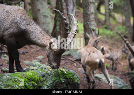 Maschio di stambecco, Capra ibex, pascolo moss da una roccia Foto Stock