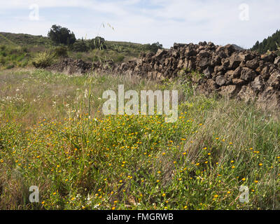 Campo calendula, Calendula arvense, dominando in lungo un sentiero nella campagna vicino a Erjos in Tenerife Canarie Spagna Foto Stock