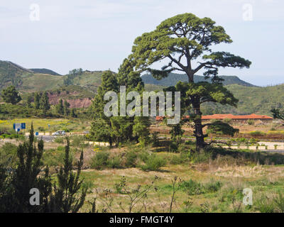 Un imponente membro del Pinus canariensis Isola Canarie la famiglia di pino, un punto di riferimento nelle vicinanze Erjos in Tenerife Canarie Spagna, punto di partenza per escursioni Foto Stock