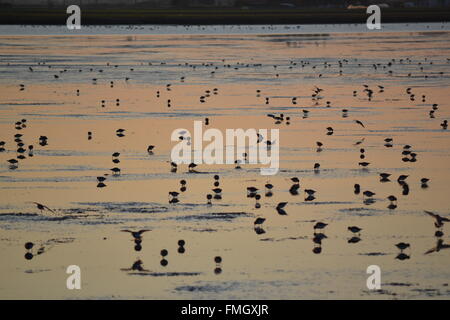 Twilight la riflessione sull'acqua con avocette, saltern riserva naturale, Cervia, Ravenna, Italia Foto Stock