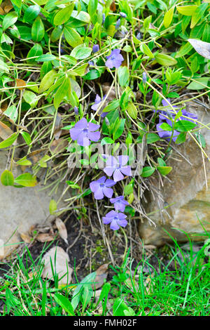 Prima molla fioriture dei fiori sull'aiuola. Foto Stock