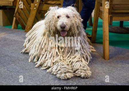 Komondor (ungherese sheepdog) si rilassa al Crufts Foto Stock