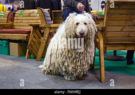 Komondor (ungherese sheepdog) si rilassa al Crufts Foto Stock