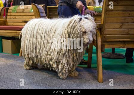 Komondor (ungherese sheepdog) si rilassa al Crufts Foto Stock