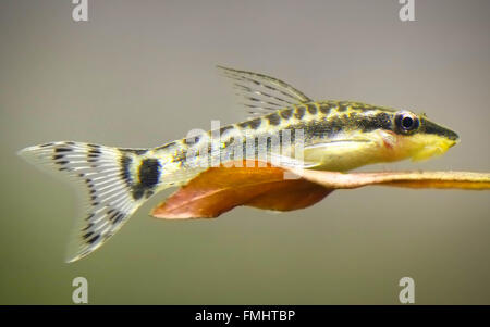 Otocinclus in acquario piantato Foto Stock