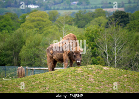 Il bisonte europeo nella Fota Wildlife Park vicino a Cobh contea di Cork in Irlanda Foto Stock