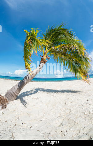 Palm Tree sulla spiaggia tropicale di Kalanggaman isola, con vista di Leyte nella distanza. Filippine, Novembre Foto Stock