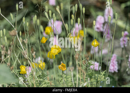 Giardino di fiori selvaggi prato con il giallo dei fiori di papavero e teste di seme. North Devon, Giugno Foto Stock