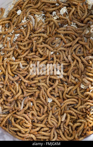 Live mealworms Tenebrio molitor in una vasca utilizzata per alimentare i rettili uccelli e piccoli mammiferi ed esche da pesca Foto Stock