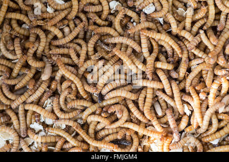 Close up di live mealworms Tenebrio molitor in una vasca utilizzata per alimentare i rettili uccelli e piccoli mammiferi ed esche da pesca Foto Stock