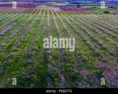 Veduta aerea dei campi agricoli con alberi in fiore. Riprese aeree con drone Foto Stock