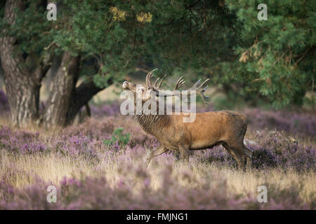 Cervo (Cervus elaphus ), forte stag, minacciando un rivale attraverso il comportamento dello schermo, rut in fiore violaceo heather. Foto Stock