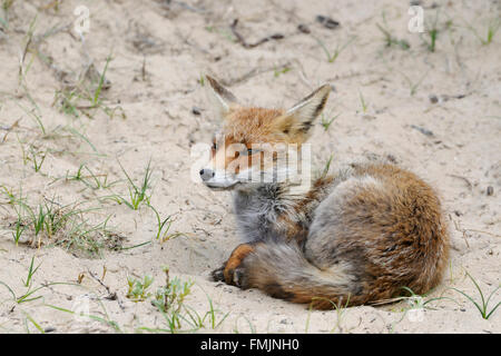 Red Fox / Rotfuchs ( Vulpes vulpes ), vixen in estate cappotto appoggiato in sabbia, tenendo la siesta, ancora attento. Foto Stock