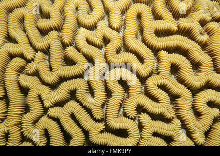 La vita marina, close-up di boulder brain coral, Colpophyllia natans e il mare dei Caraibi Foto Stock