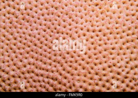 Vita sottomarina, close up della massiccia starlet corallo, Siderastrea la Siderea, Mar dei Caraibi Foto Stock