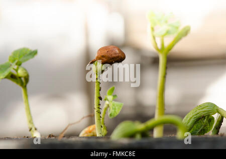 Molla, fagioli comuni germoglio germogliazione, Phaseolus vulgaris piantati nel suolo di contenitore. Foto Stock