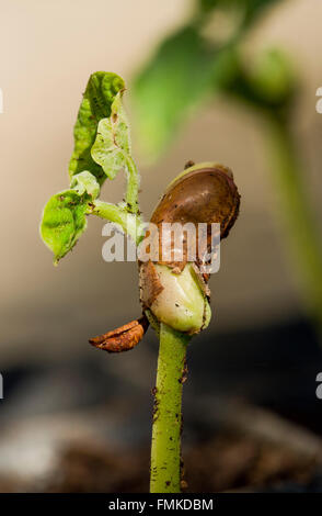 Molla, fagiolo comune germoglio germogliazione, Phaseolus vulgaris piantati nel suolo. Foto Stock