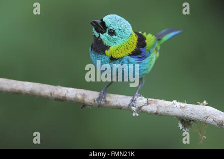 Verde-guidato tanager (Tangara seledon) sul ramo in giardino, Itanhaem, Brasile Foto Stock