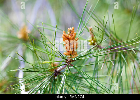 Pino fiore tra aghi verde Foto Stock