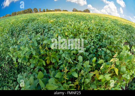 Fagioli di soia pronto per essere raccolto Foto Stock