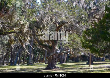 Live Oak tree con muschio Spagnolo Foto Stock