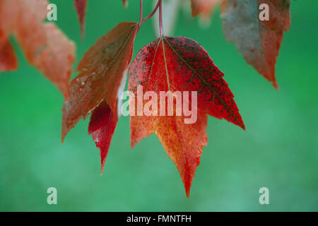 Acer rubrum 'Red Sunset', autunno acero rosso foglie da vicino Foto Stock